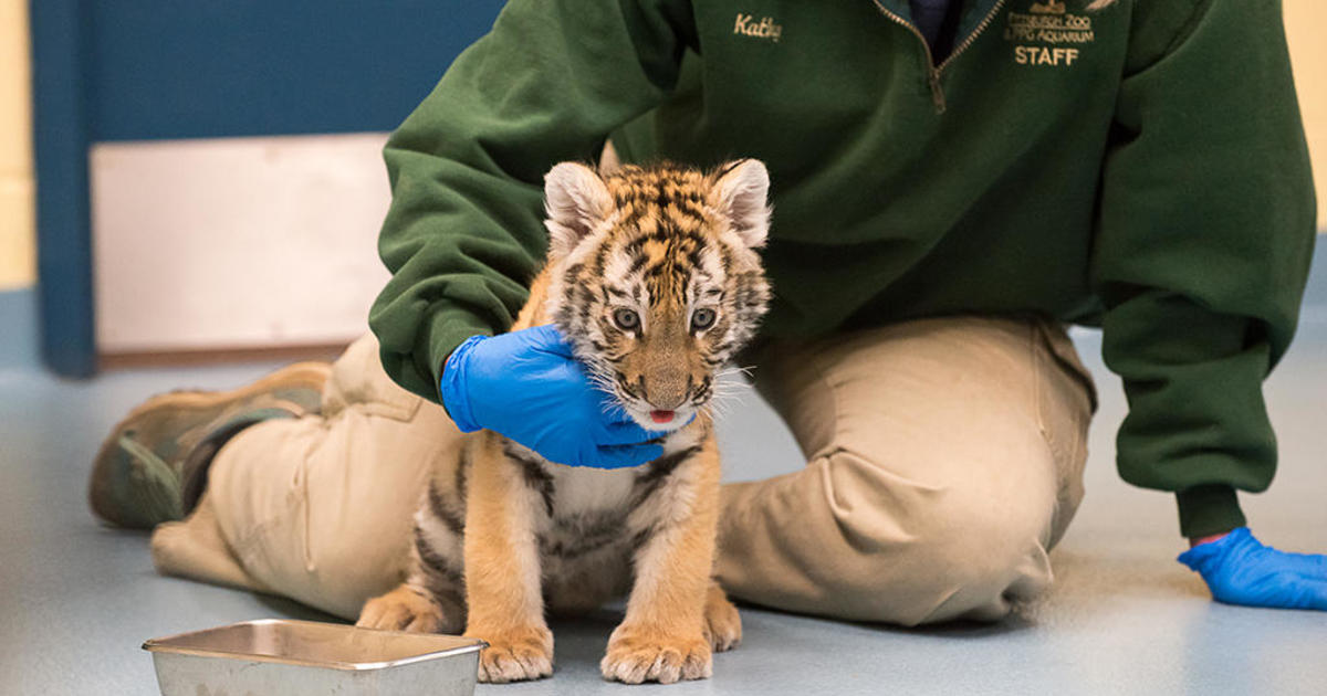 Zoo-per' Bowl: Dallas Zoo's tiger cub predicts Cincinnati Bengals will win  this year's matchup