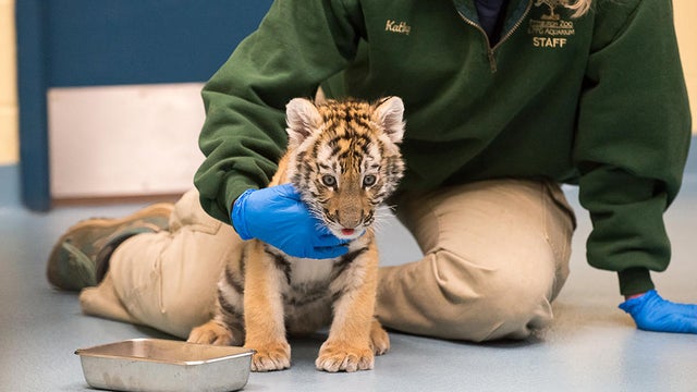 171128-pittsburgh-zoo-tiger-cubs-01.jpg 