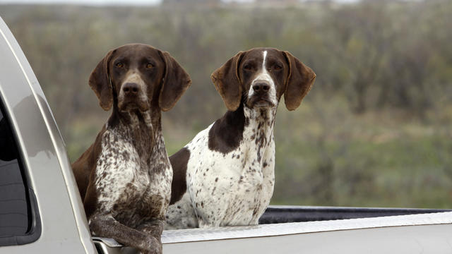 German Shorthaired Pointers Hunting Bird Dogs in Pick-Up Brown Liver 