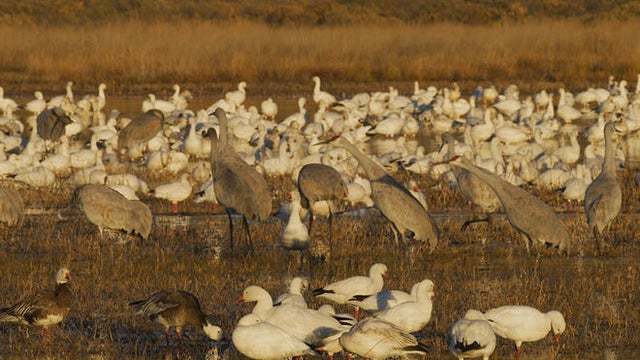 sandhill-cranes-bosque-del-apache-national-wildlife-refuge-judy-lehmberg-a-promo.jpg 