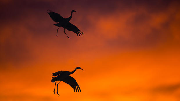 sandhill-cranes-coming-in-for-an-evening-landing-verne-lehmberg-620.jpg 
