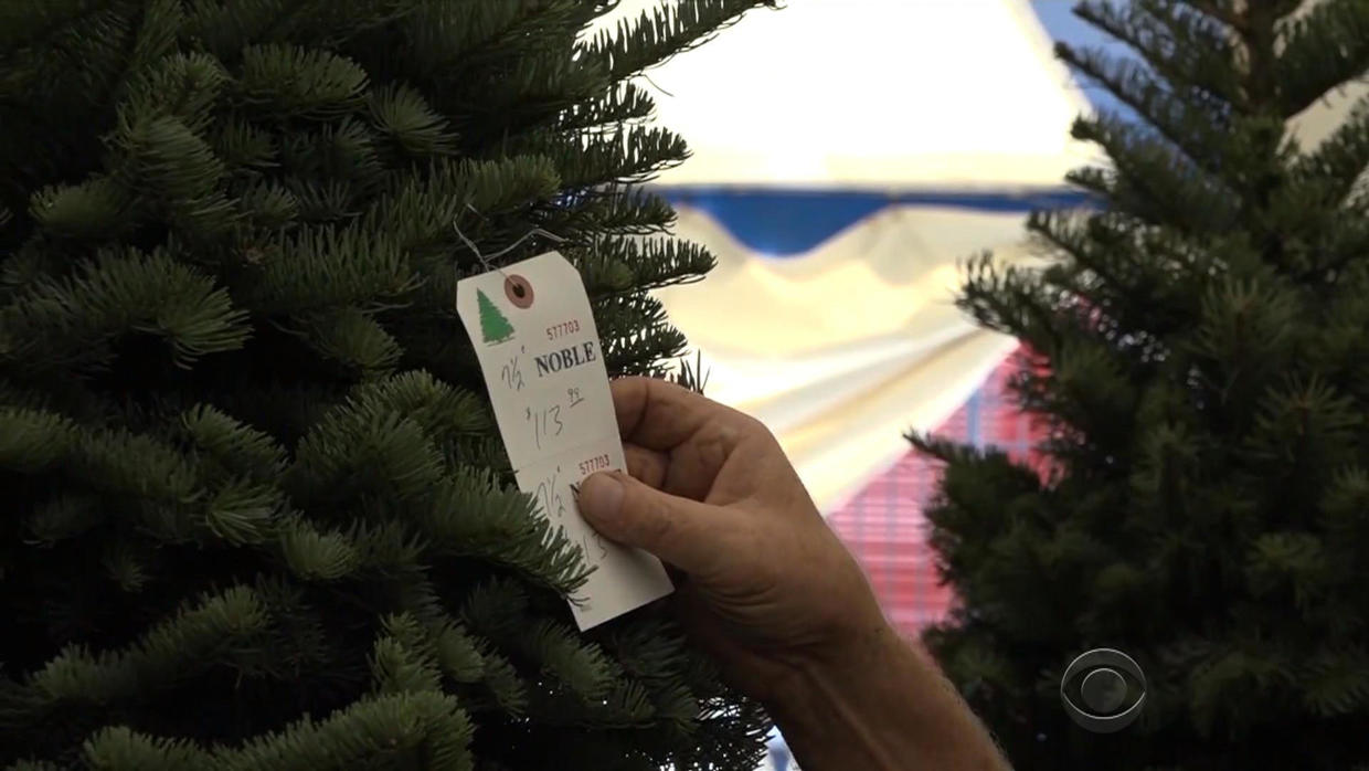 Christmas Tree Shortage's Roots Go Back To 2008 Financial Crisis - CBS News