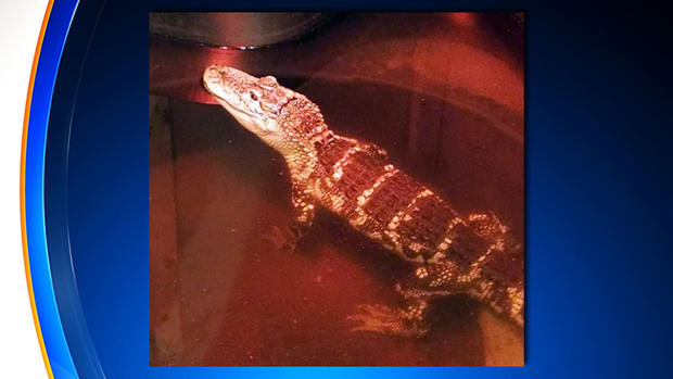 Alligator Found In Suffolk County 
