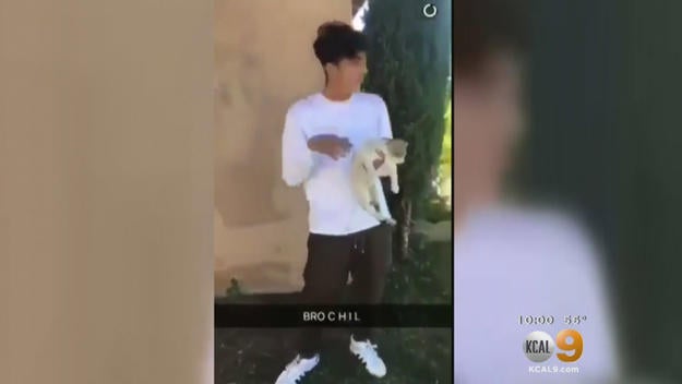 171203-cbsla-animal-abuse-video.jpg 