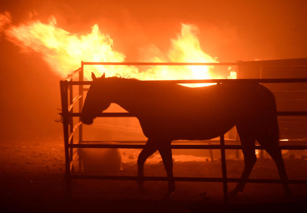 A horse which was left behind after an early-morning Creek Fire that broke out in the Kagel Canyon area in the San Fernando Valley north of Los Angeles 