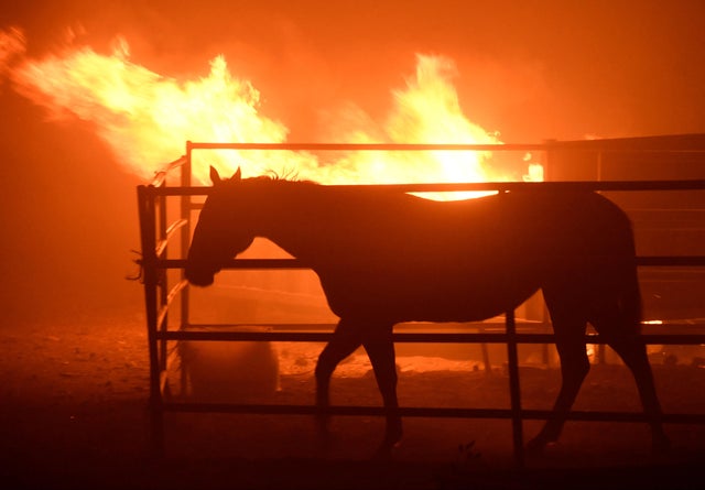 A horse which was left behind after an early-morning Creek Fire that broke out in the Kagel Canyon area in the San Fernando Valley north of Los Angeles
