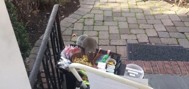 Fat Squirrel Steals Pricey Goods Left Out For Delivery Folks 
