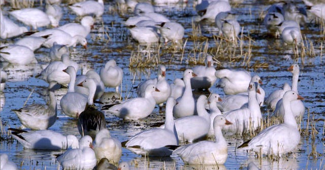 Nature: Snow geese