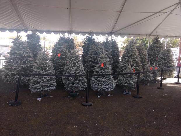 Shawn's Christmas Trees  - VERIFIED 