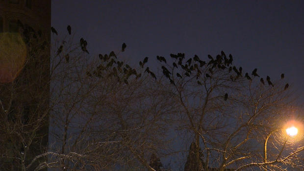 Twin Cities crows 