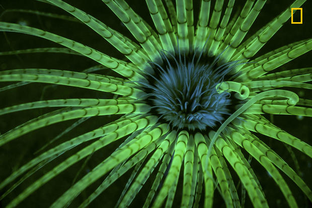 fluorescent Anemone 