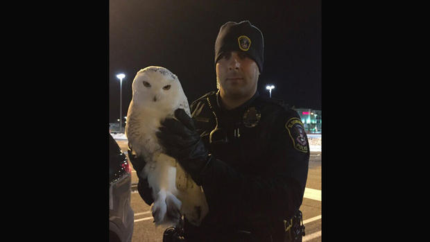 Bloomington Snowy Owl Dies 