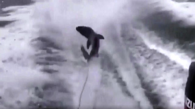 cbsn-sharkdragarrest-1213-socialvid-1461607-640x360.jpg 