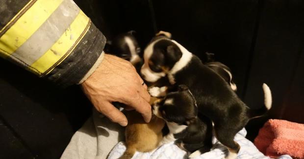 rescued puppies 