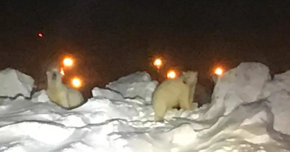 Hungry polar bears look for food at Alaska airport CBS News