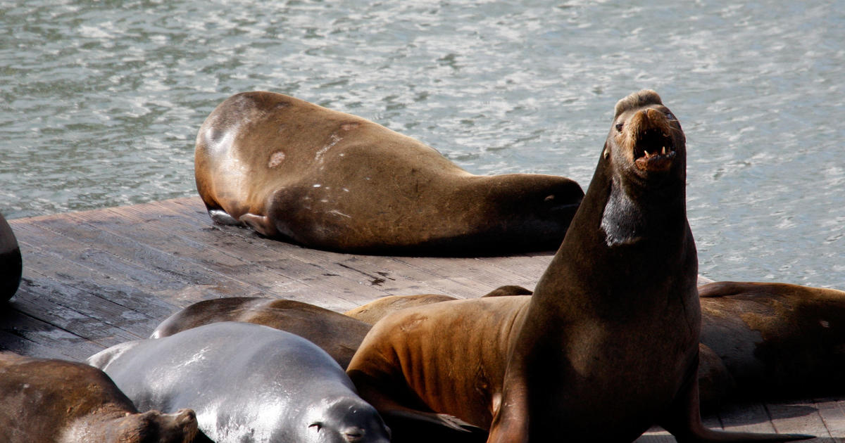 San Francisco sea lions celebrated 30 years after first invading the docks  - CBS News