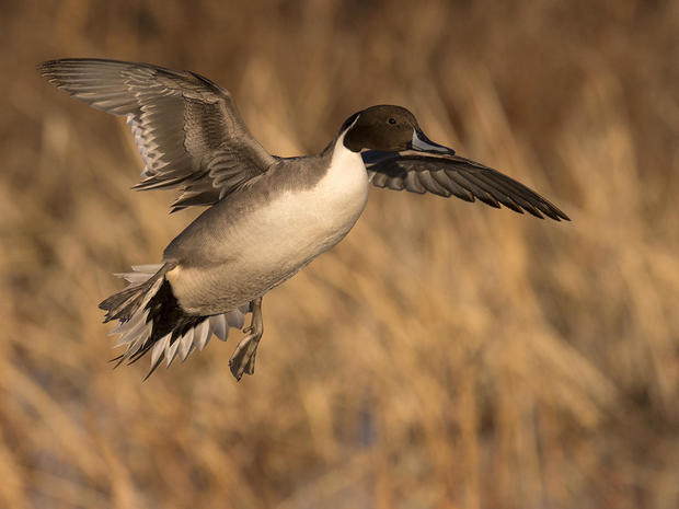pintail-duck-coming-in-for-a-landing-after-a-long-migration-south-for-the-winter-verne-lehmberg-promo.jpg 