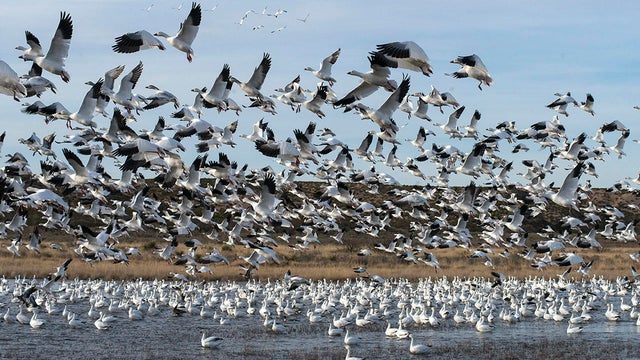 snow-geese-taking-off-from-a-bosque-del-apache-pond-verne-lehmberg-promo.jpg 