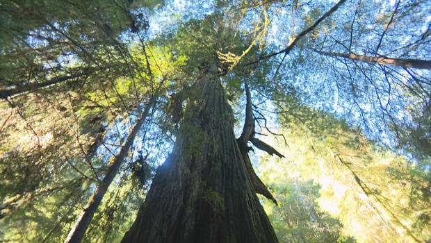 redwoods-grove-of-titans-620.jpg 
