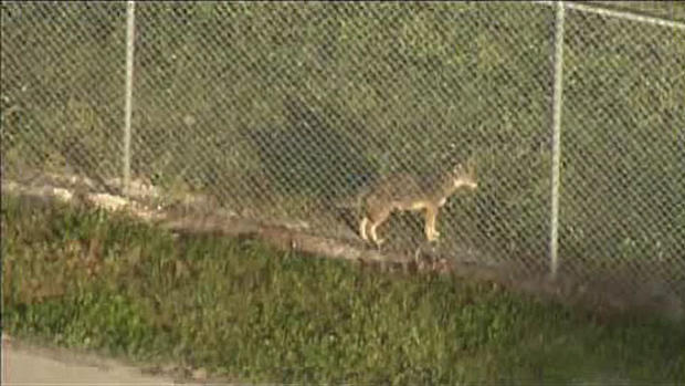 Coyote At FLL 