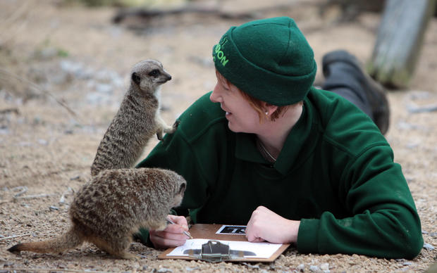 London Zoo's New Year Animal Count Gets Underway 