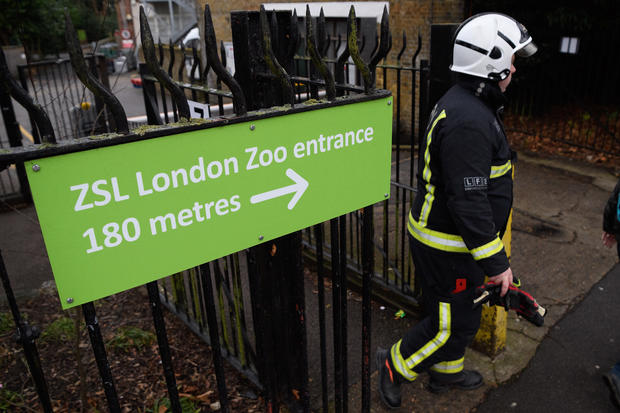 Firefighters Tackle Blaze At London Zoo 