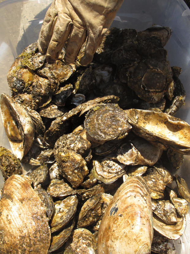 Oysters Water Quality 