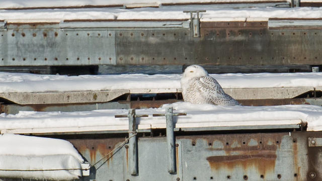 snowy-owl2c-montrose-harbor-_-925c1691.jpg 