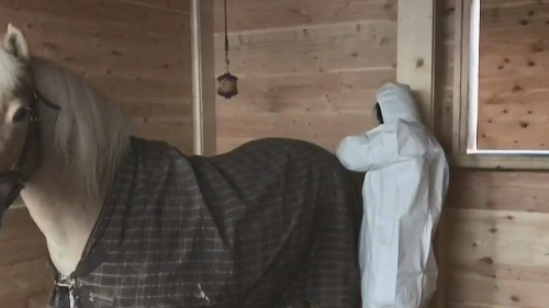 horse.png 