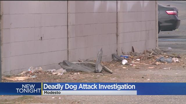 dog-attack-investigation.jpg 
