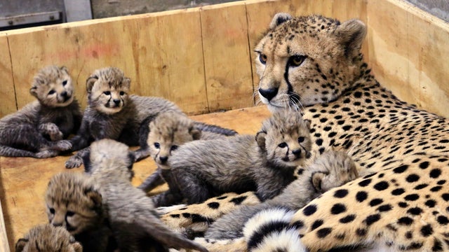 Cheetah Eight Cubs 