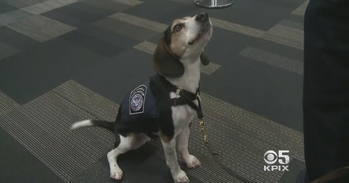 are dogs allowed in sfo airport