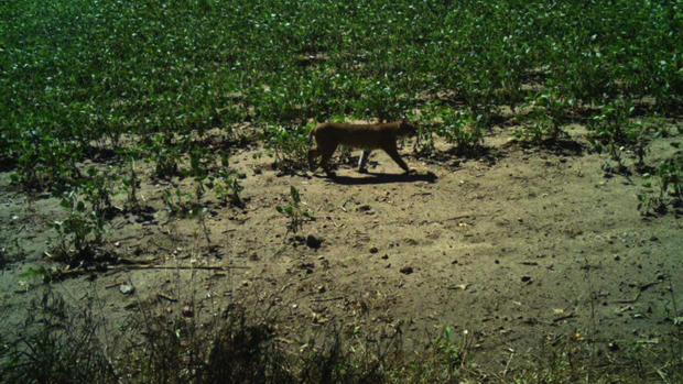 Bobcat photographed in Jackson County 