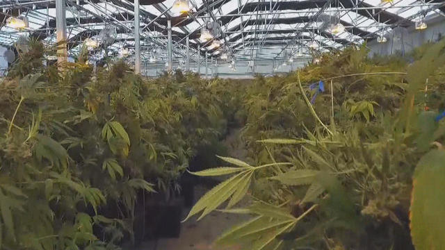 marijuana-cultivating-pot-promo.jpg 