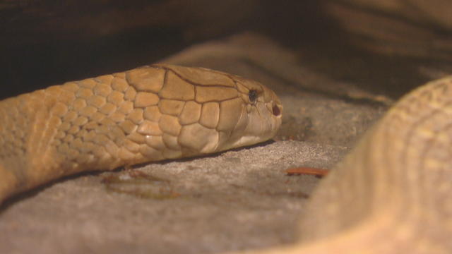 Denver Zoo's Unique Treatment Puts King Cobra With Cancer In 
