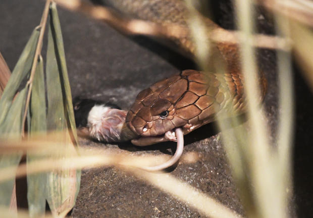 Denver Zoo Snake with Cancer 