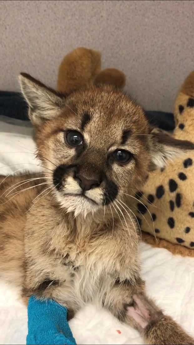 Rescued mountain lion cub at Oakland Zoo Vet 