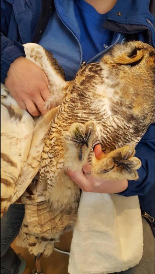 Arvada injured owl (Arvada PD facebook) 2 