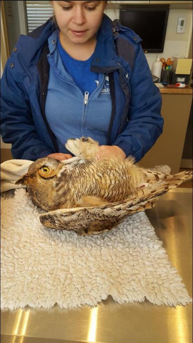 Arvada injured owl (Arvada PD facebook) 