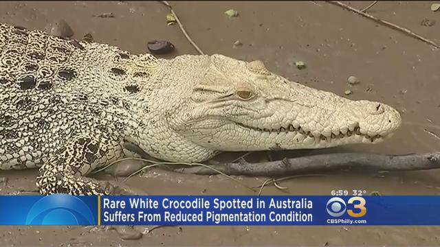 white-crocodile.jpg 