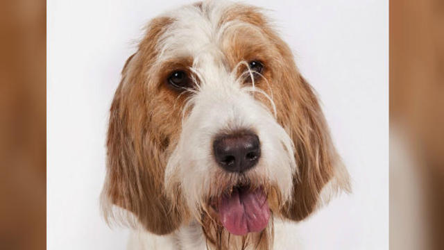 2 new dog breeds join American Kennel Club's roster