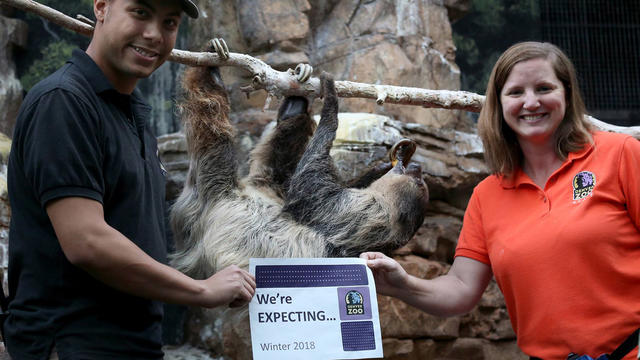 sloth1.jpg 