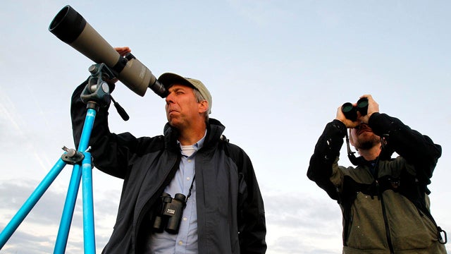 Gulf Oil Spill-Counting Birds 