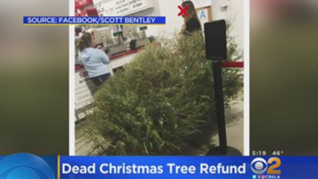dead-christmas-tree.png 
