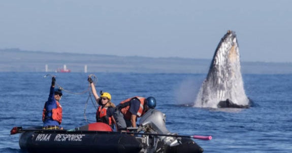 Whale with 285 feet of rope stuck in mouth is freed off Hawaii - CBS News