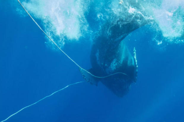 humpback-whale-hawaii-rope-in-mouth-011218.jpg 