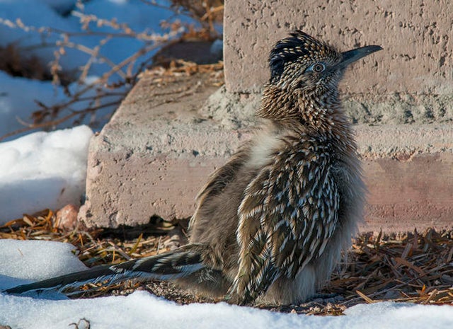 roadrunner-warming-itself-on-cold-morning-verne-lehmberg-promo.jpg 