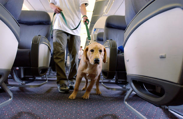 Therapy Dog, Service Dog on Airplane 