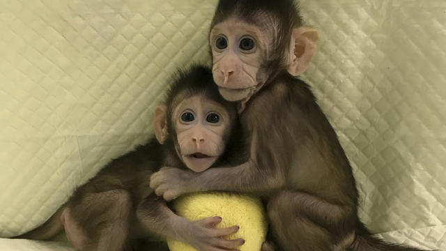 China Cloned Monkeys 