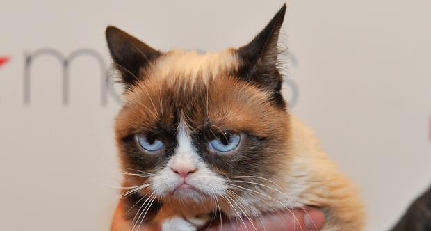 Grumpy Cat File 